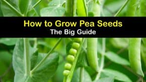 How to Grow Peas from Seed titleimg1