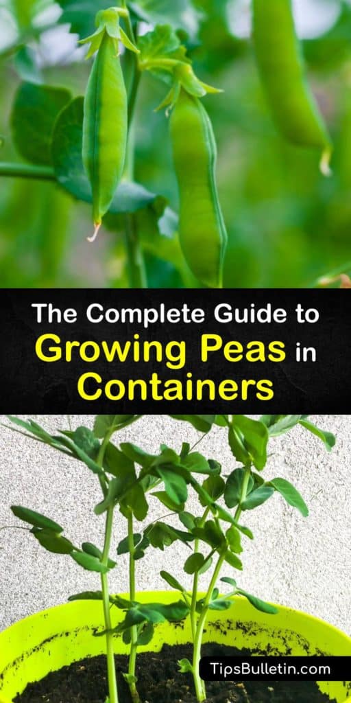 Whether you prefer the snap pea, snow pea, shelling pea or sweet peas, start growing peas by planting pea seed in a container. Care for your pea plant and enjoy sweet peas, snap peas, or shelling peas grown right at home. #grow #peas #container