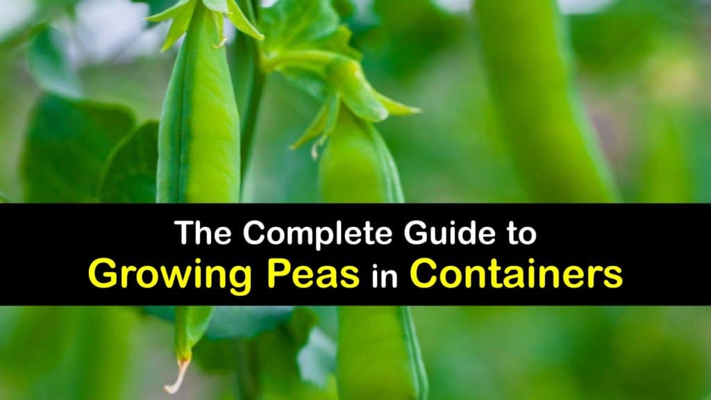 How to Grow Peas in a Container titleimg1