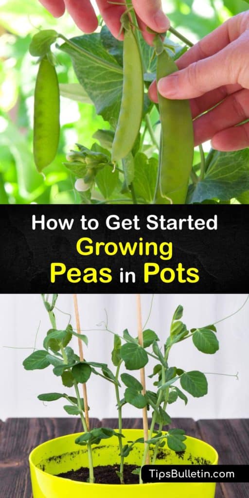 If you're interested in growing peas in pots, you might need to learn about the different types of peas first. Explore sugar snap peas, sweet peas, and the English pea to determine which is right for you to start growing at home. #peas #pots #containers #growing