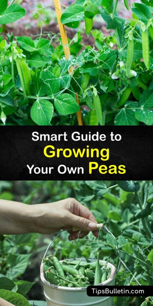 It’s almost time for gorgeous green pea plants, and we’ve got helpful hints for your home garden. Whether you prefer the snow pea, snap pea or the English pea, we’ve got it all. Learn everything you need for a bountiful, beautiful pea plant harvest this year. #growing #peas #garden