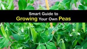 How to Grow Peas titleimg1