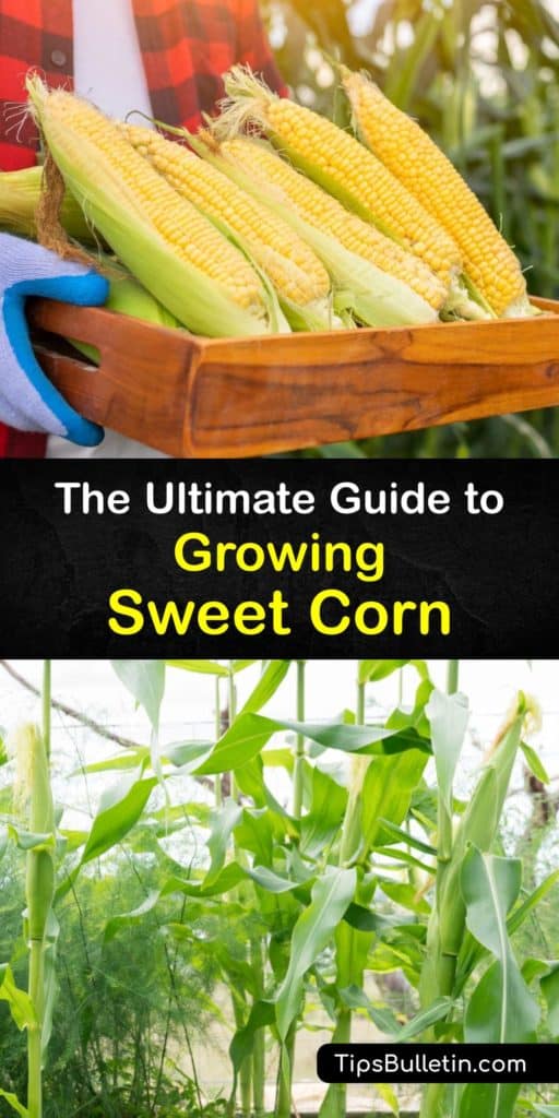 Learn about planting sweet corn plants, including the best soil temperature, so you can plant corn seed and enjoy supersweet corn from your garden. Whether you like super sweet or another sweet corn variety, raise your own corn plant for delicious homegrown produce. #growing #sweet #corn