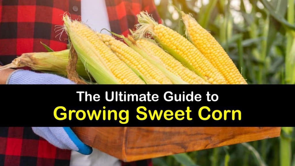 How to Grow Sweet Corn titleimg1