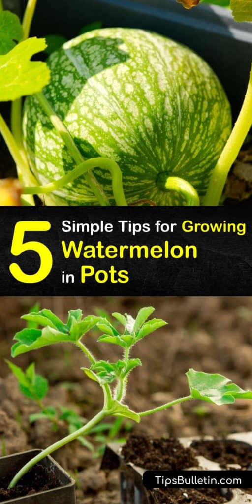 Discover the best tips for growing watermelon like Sugar Baby in a pot this growing season. Tools like potting soil and liquid fertilizer get germination started and pantyhose supports your fruit. You’ll see female flowers ready for pollination on watermelon vines in no time. #grow #watermelon #pots