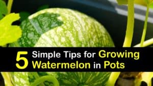 How to Grow Watermelon in a Pot titleimg1