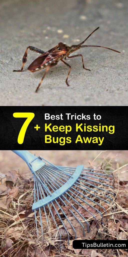 Pests that resemble a stink bug prey on humans at night, drawing blood through their bites. While a kissing bug bite is not painful, they carry the risk of disease and should be taken seriously. Learning pest control for these bugs is essential. #kissing #bug #repel
