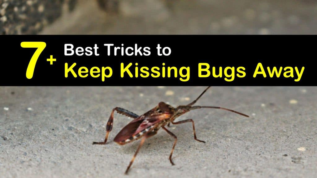 How to Keep Kissing Bugs Away titleimg1