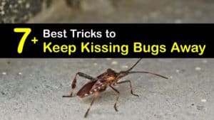 How to Keep Kissing Bugs Away titleimg1
