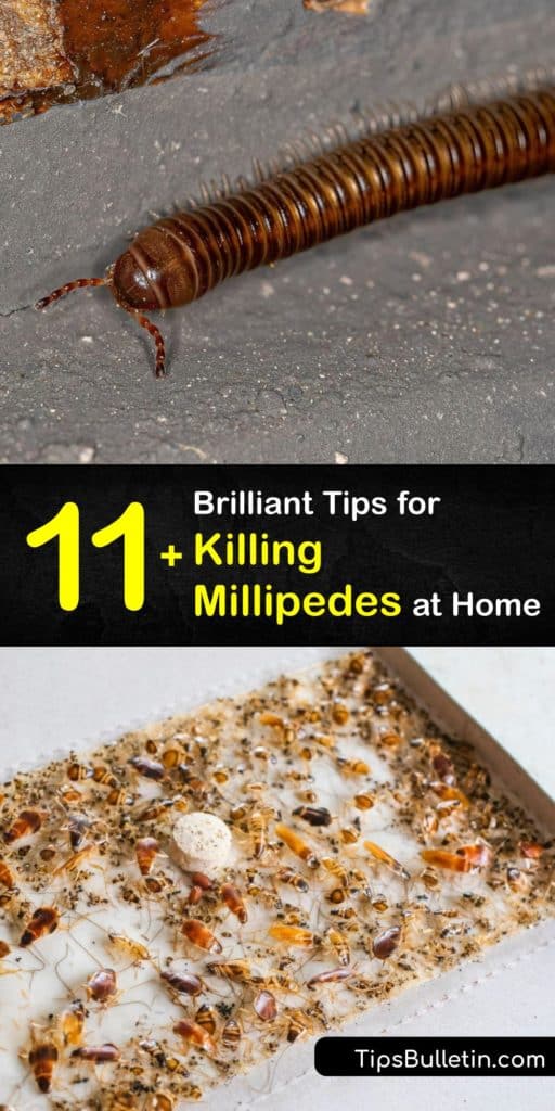 Control millipede infestation in your crawl space or home by removing organic matter like leaf litter and grass clippings or other plant material that attract these and other pests like centipedes. #getridof #millipedes