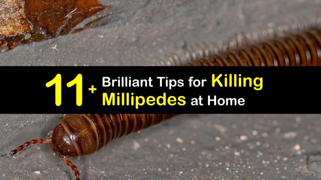 How to Kill Millipedes titleimg1