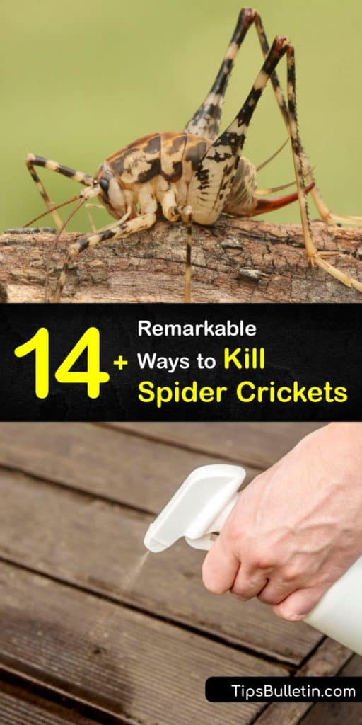 Despite their name, these pests are not a spider or cricket. Spider crickets thrive in a crawl space, where they feed on various materials around your home, including moldy food. Learn how to kill spider crickets using a sticky trap and natural pest control methods. #spider #crickets #control #pest