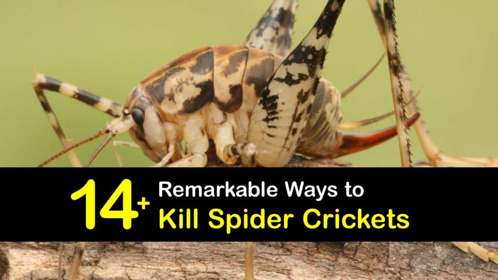 Hands On Guide For Killing Spider Crickets, Dead Camel Crickets In Basement Area