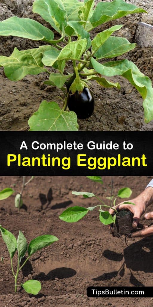 Discover how to plant eggplant seeds to harvest eggplant fruit (Solanum melongena). Start eggplant seedlings from eggplant seed and transplant outdoors. Provide full sun, soil moisture and warmth, and protect from pests like the flea beetle to grow your own tasty eggplants. #planting #eggplant