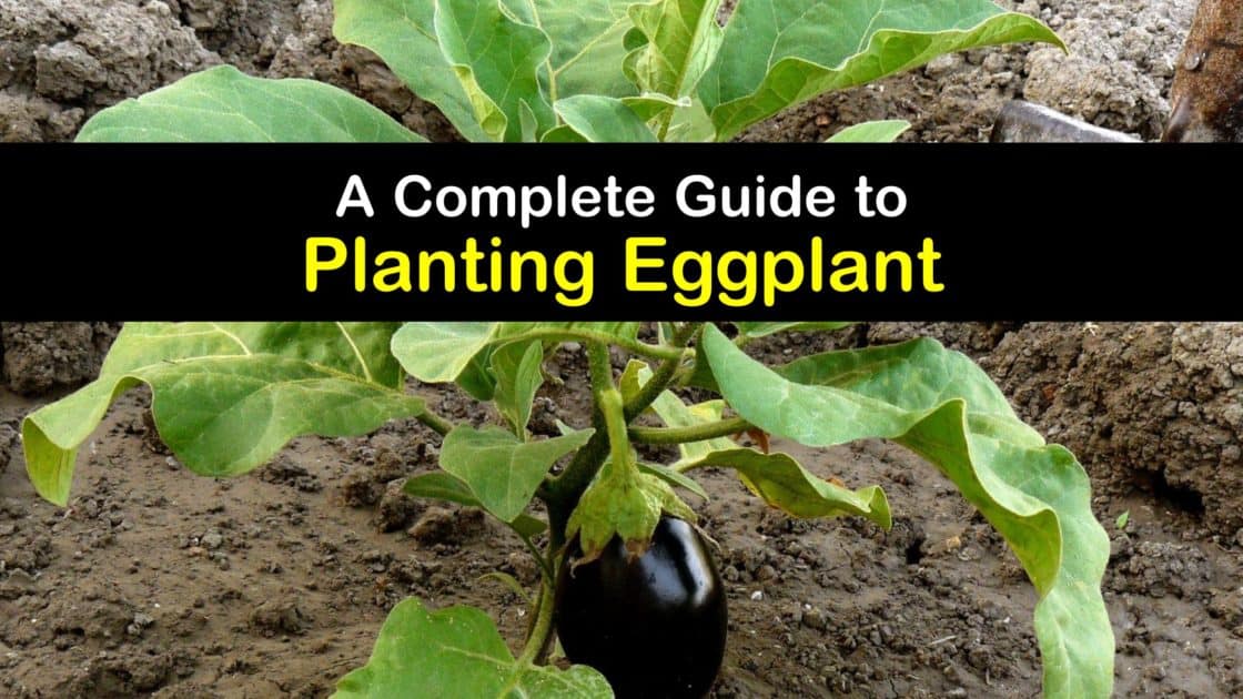 Planting Eggplant Plants Clever Tips for Growing Eggplant