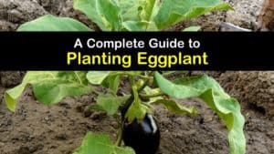 How to Plant Eggplant titleimg1