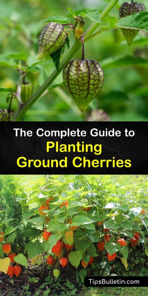 Ground cherries (P pruinosa) are unique plants that grow golden fruit inside delicate husks. Learn more about the ground cherry plant, including important varieties like Aunt Mollys ground cherry and how to start growing your own. #ground #cherry #planting