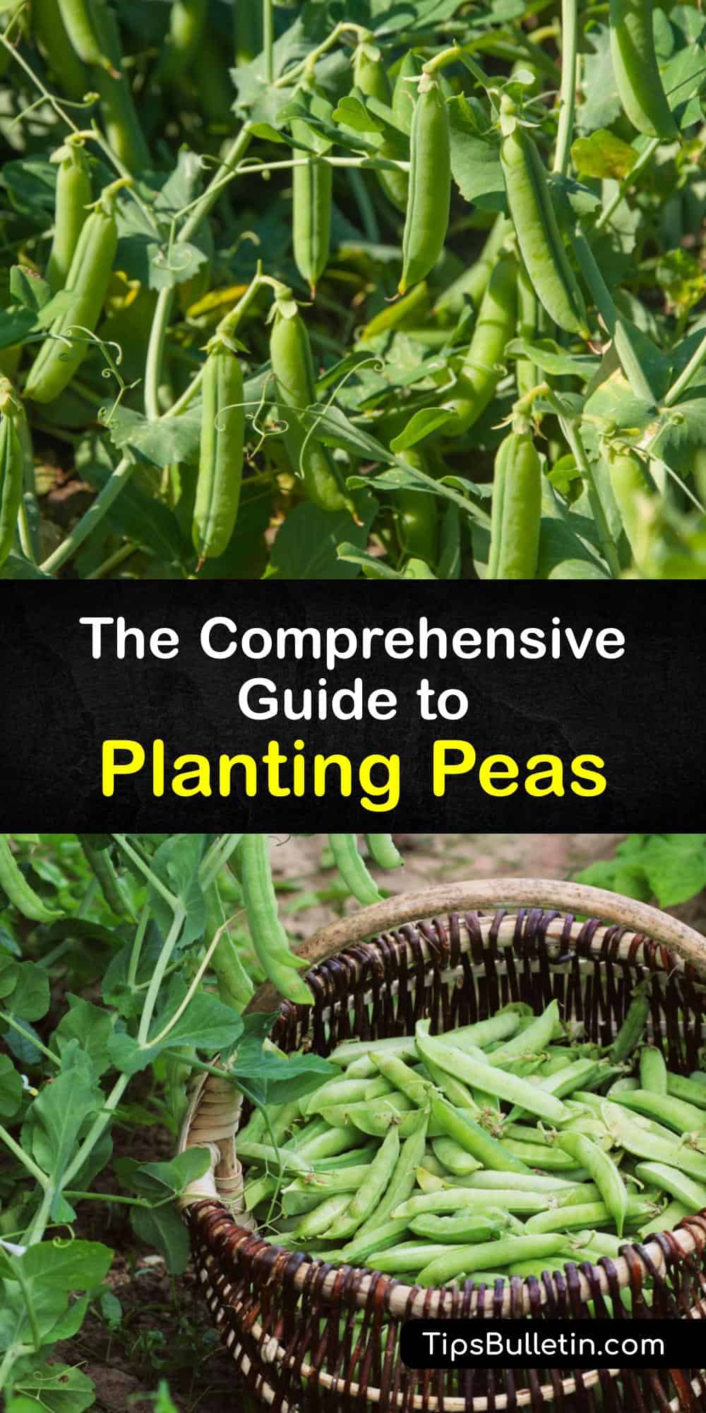 Growing Pea Plants - Easy Planting Tips for Peas