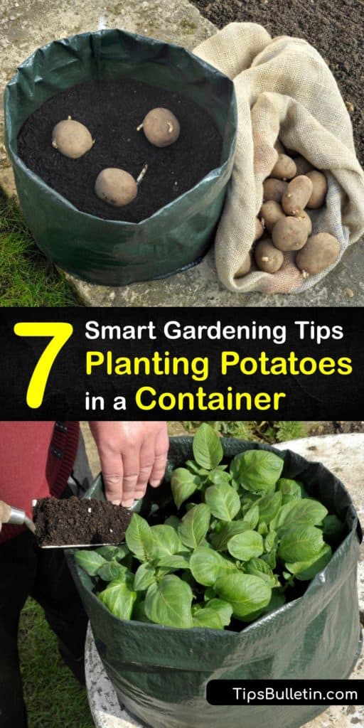 Learn how to plant potatoes in containers and enjoy new potatoes at the end of the growing season. Container gardening with spuds is easy as long as you use a pot with drainage holes, bury the seed potatoes in a couple of inches of soil, and perform hilling. #planting #potatoes #container
