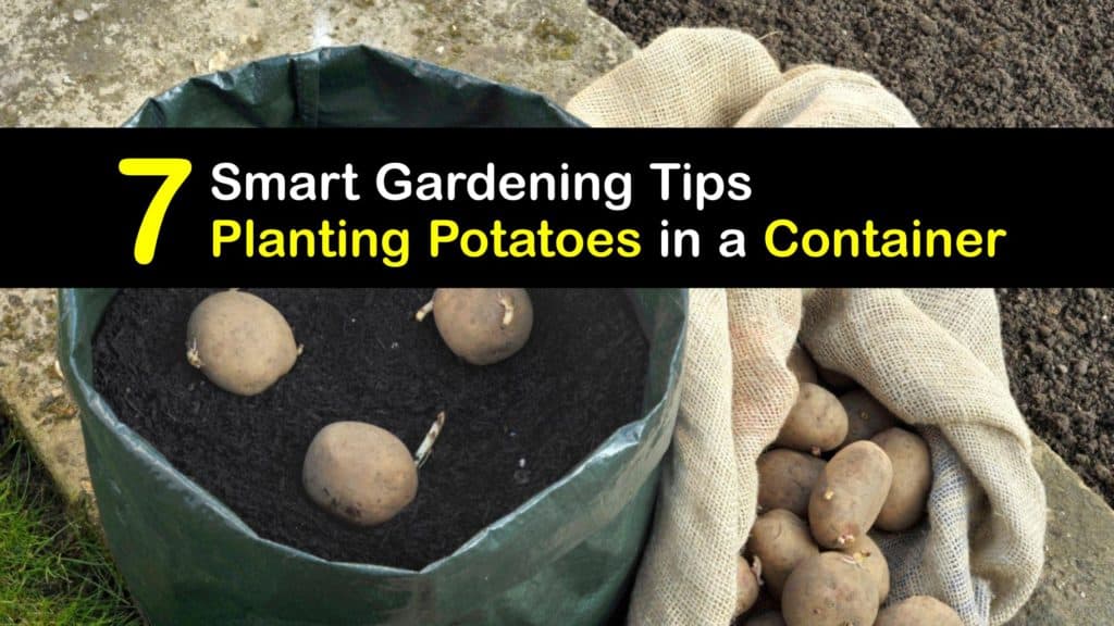 How to Plant Potatoes in a Container titleimg1