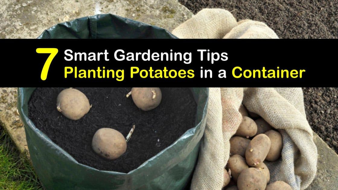 Pot Grown Potatoes Smart Guide for Planting Potatoes in Containers