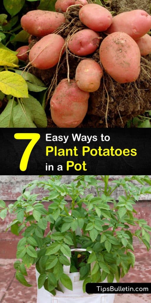 Learn how to grow potatoes in grow bags or containers using potting soil or garden soil and organic fertilizer. Practice the hilling technique for high yield potato plants and enjoy growing your own spuds. Produce all potato varieties to use in the kitchen. #planting #potatoes #pot