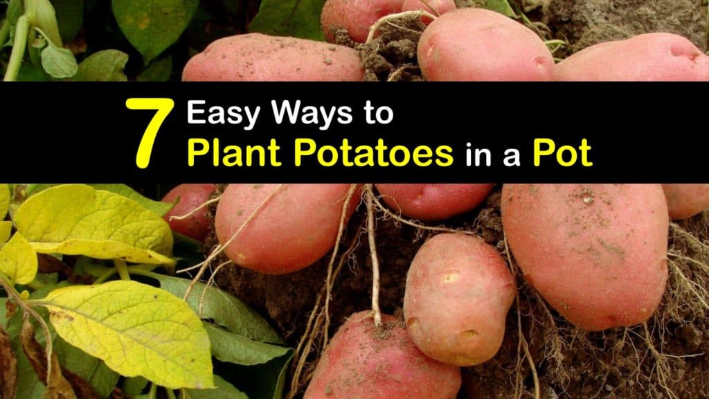 How to Plant Potatoes in a Pot titleimg1