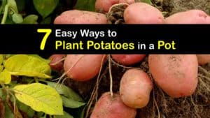 How to Plant Potatoes in a Pot titleimg1