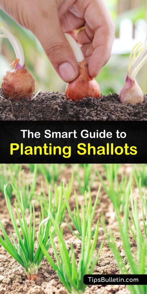 Learn how to plant-shallots and grow shallots from shallot bulbs in your garden. The shallot is in the Allium family like green onions, and is also known as French shallots. With proper spacing, mulch for soil moisture, and full sun, shallots are easy to grow. #planting #shallots