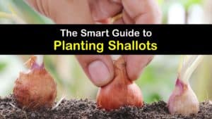 How to Plant Shallots titleimg1