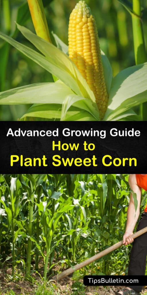 Learn how to grow sweet corn plants at home. Growing sweet corn is relatively simple, and there are many corn varieties. Plant the seeds in the right soil temperature, give your corn plant some TLC and enjoy a harvest of corn cobs at the end of the season. #howto #planting #sweet #corn #growing
