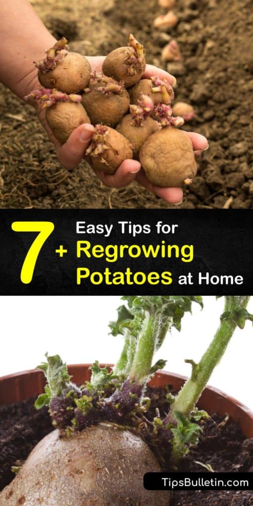 Discover ways to regrow new potatoes from grocery store spuds and produce veggies in the garden or container. Instead of composting sprouting potatoes, save them to replant as seed potatoes. Regrowing veggies is a fun DIY project and a great way to recycle food. #howto #regrow #potatoes