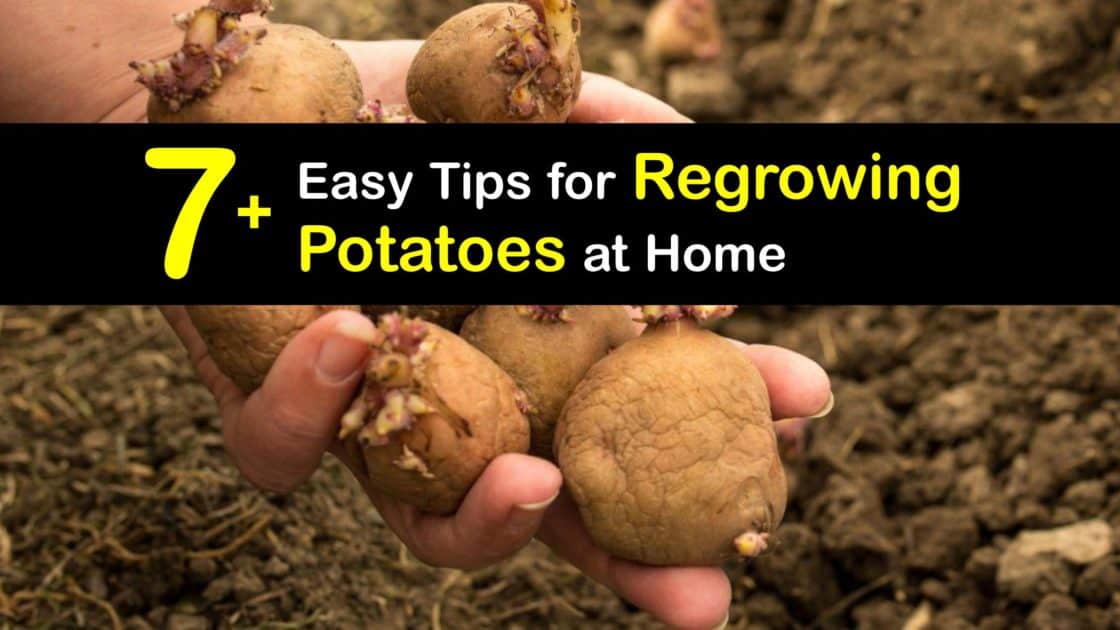 Can You ReGrow a Potato Fast Ways to Replant Potatoes from Scraps