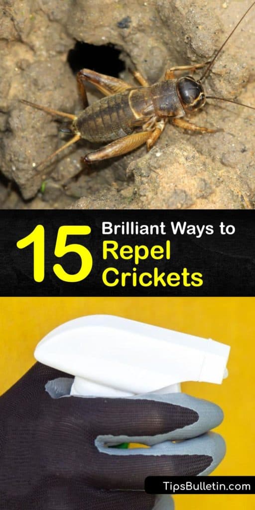 There is nothing more annoying than cricket noise from a house cricket or field cricket, especially when you're trying to sleep. Learn how to repel crickets from your home and prevent a cricket infestation using diatomaceous earth and other pest control methods. #howto #repel #crickets #deter