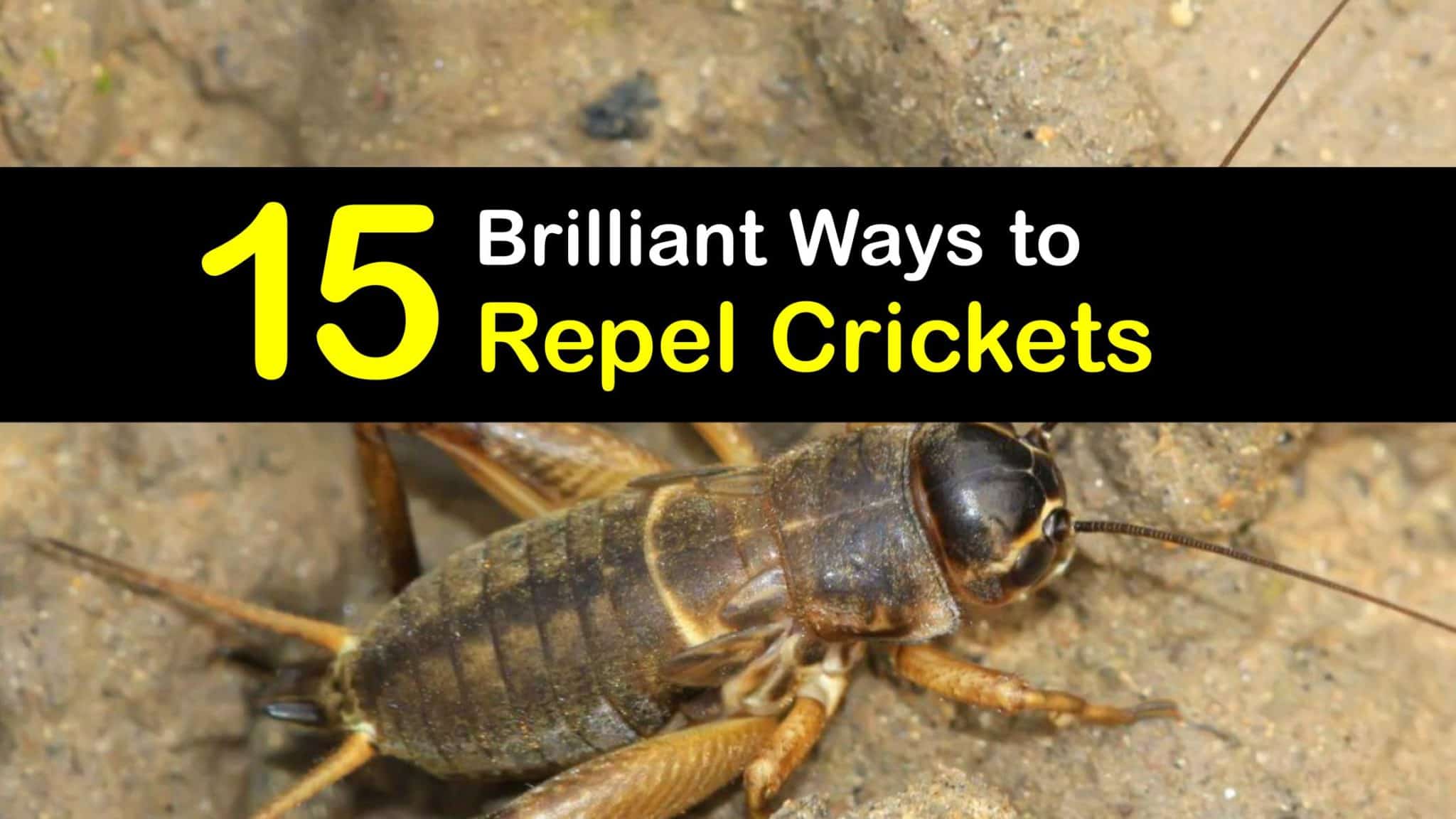 Repelling Crickets Quick Tips for Deterring Crickets
