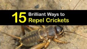 How to Repel Crickets titleimg1