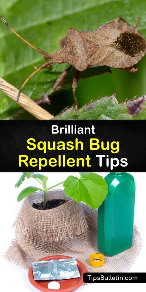 Avoid the squash vine borer and squash bug egg using natural methods to protect your squash plant. Neem oil, companion planting, and beneficial insects all help avoid squash bug infestation. They prevent powdery mildew, too. #repel #squash #bugs