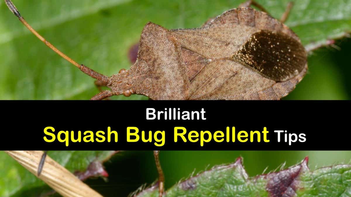 Repelling Squash Bugs - Quick Tricks for Deterring Squash Bugs