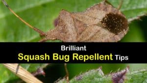 How to Repel Squash Bugs titleimg1