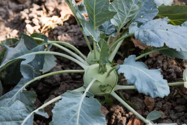 Growing kohlrabi with rhubarb deters whiteflies.