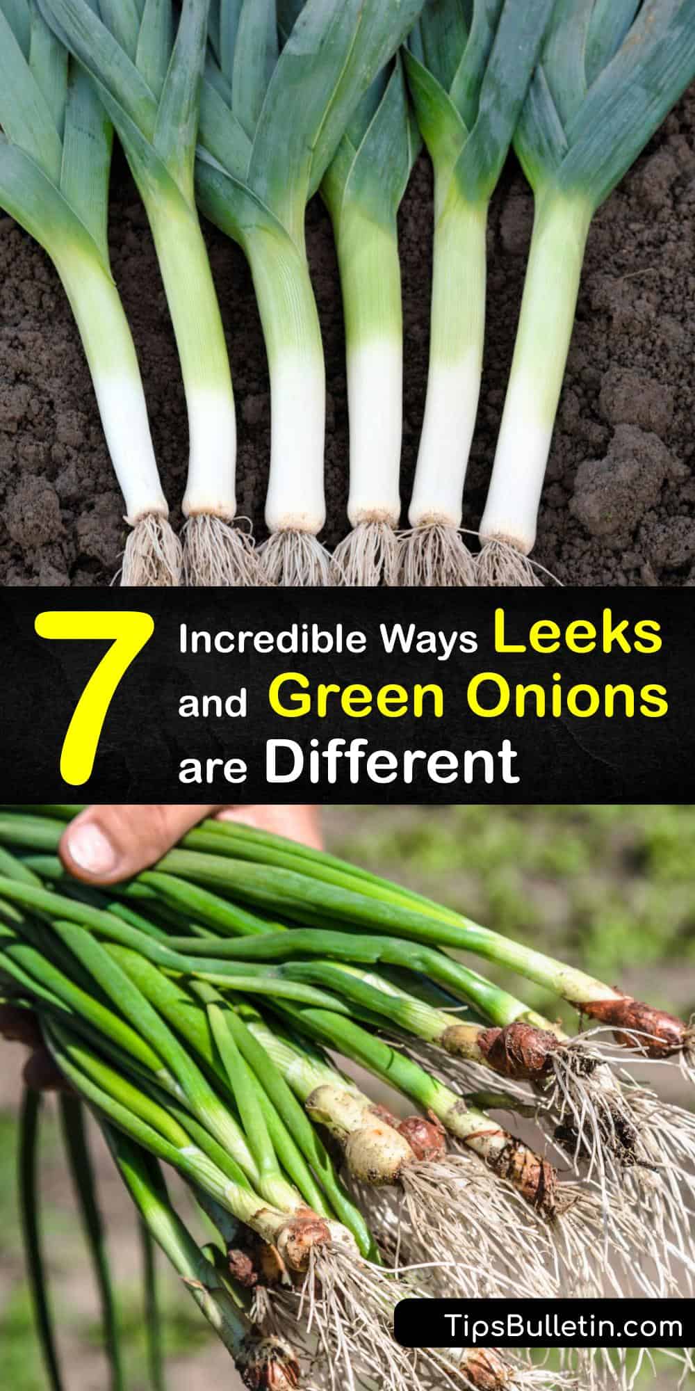 How are Leeks and Green Onions Different