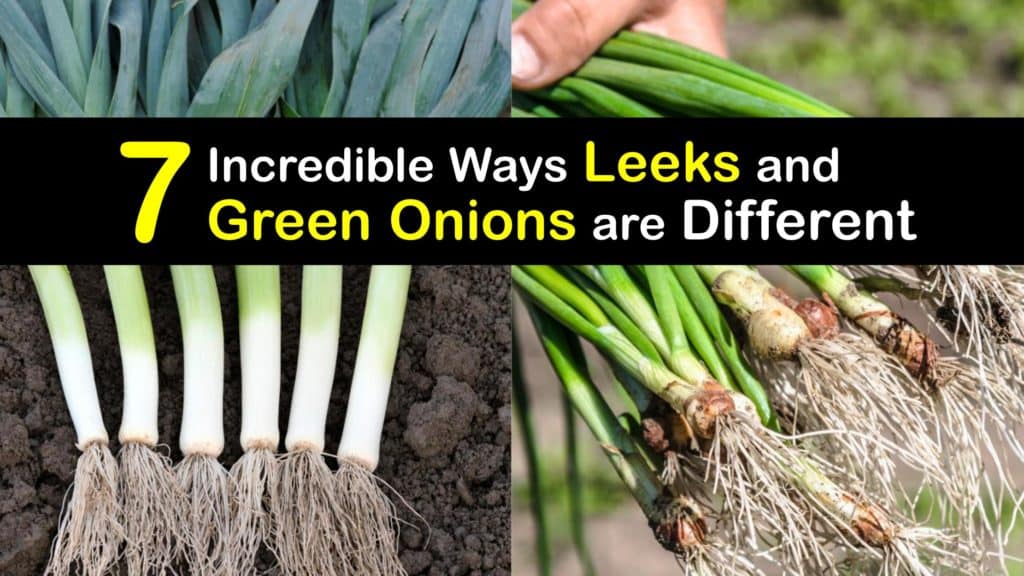 Leeks vs Green Onions titleimg1