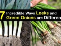 Leeks vs Green Onions titleimg1