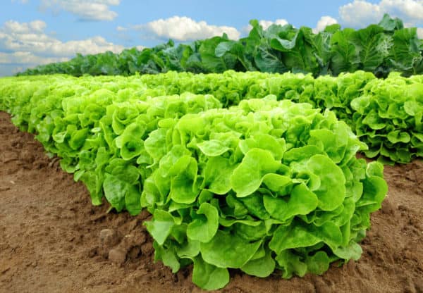 Use lettuce as a ground cover companion for eggplant.