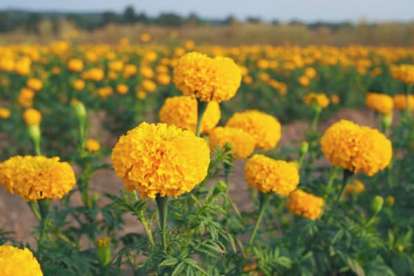 Most bugs tend to stay away from marigolds.
