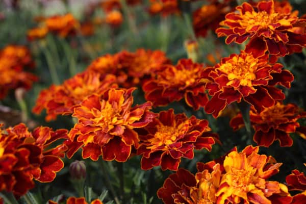 Marigolds are a natural bug repellent.
