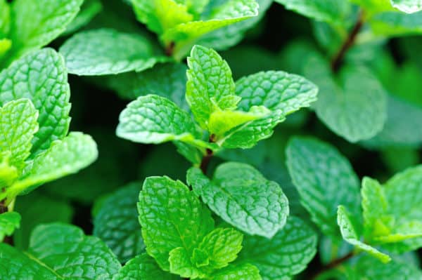 Mint deters all kinds of garden pests.