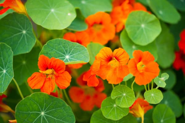 Companion planting eggplants should always include nasturtiums.