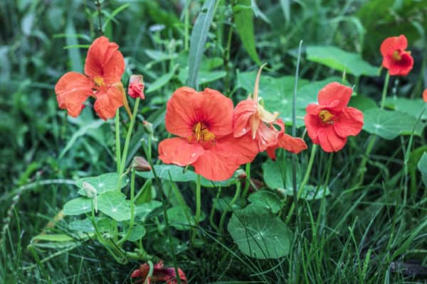 Nasturtiums draw aphids away from pea plants so they are a nice companion in the garden.