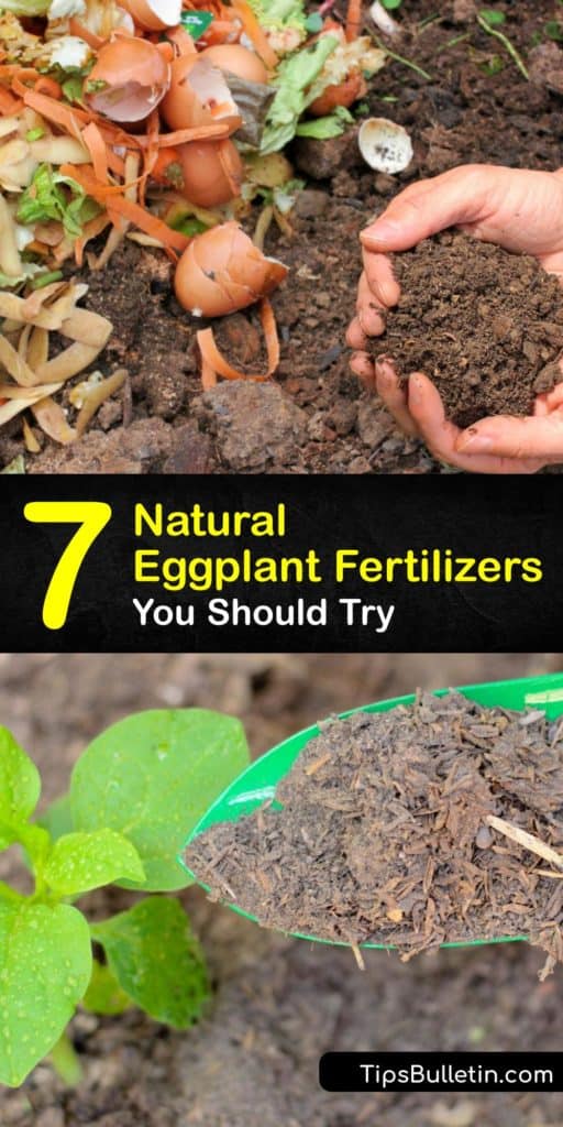 Provide your eggplant seedlings with all the nutrients they need without using harmful synthetic fertilizers. Discover an arsenal of natural and organic eggplant fertilizers to boost the growth of your eggplant garden. #eggplant #fertilizer #organic #gardening